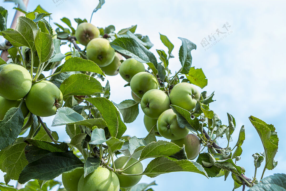 栽培阳光明媚的夏天 苹果园的树枝上挂着绿色的未成熟苹果天土生土长的 园艺和农业接收副本文本空间未成熟水果多汁的