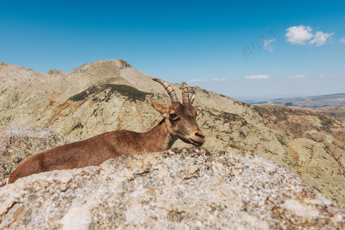 立场一只典型的西班牙山山羊在山上的肖像西班牙语哺乳动物山