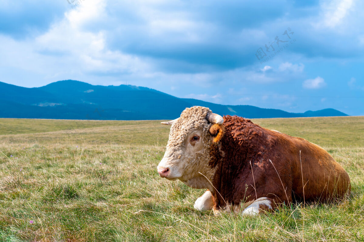 放牧牛在草覆盖的山上休息牛牛牧场