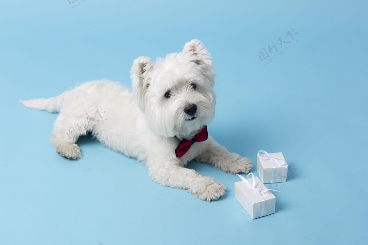 品种可爱的白狗被隔离在蓝色上毛茸茸的小狗可爱