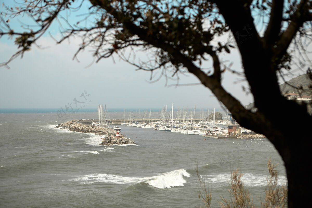 帆船游艇俱乐部和码头景观 前景是一棵树海岸游艇海洋