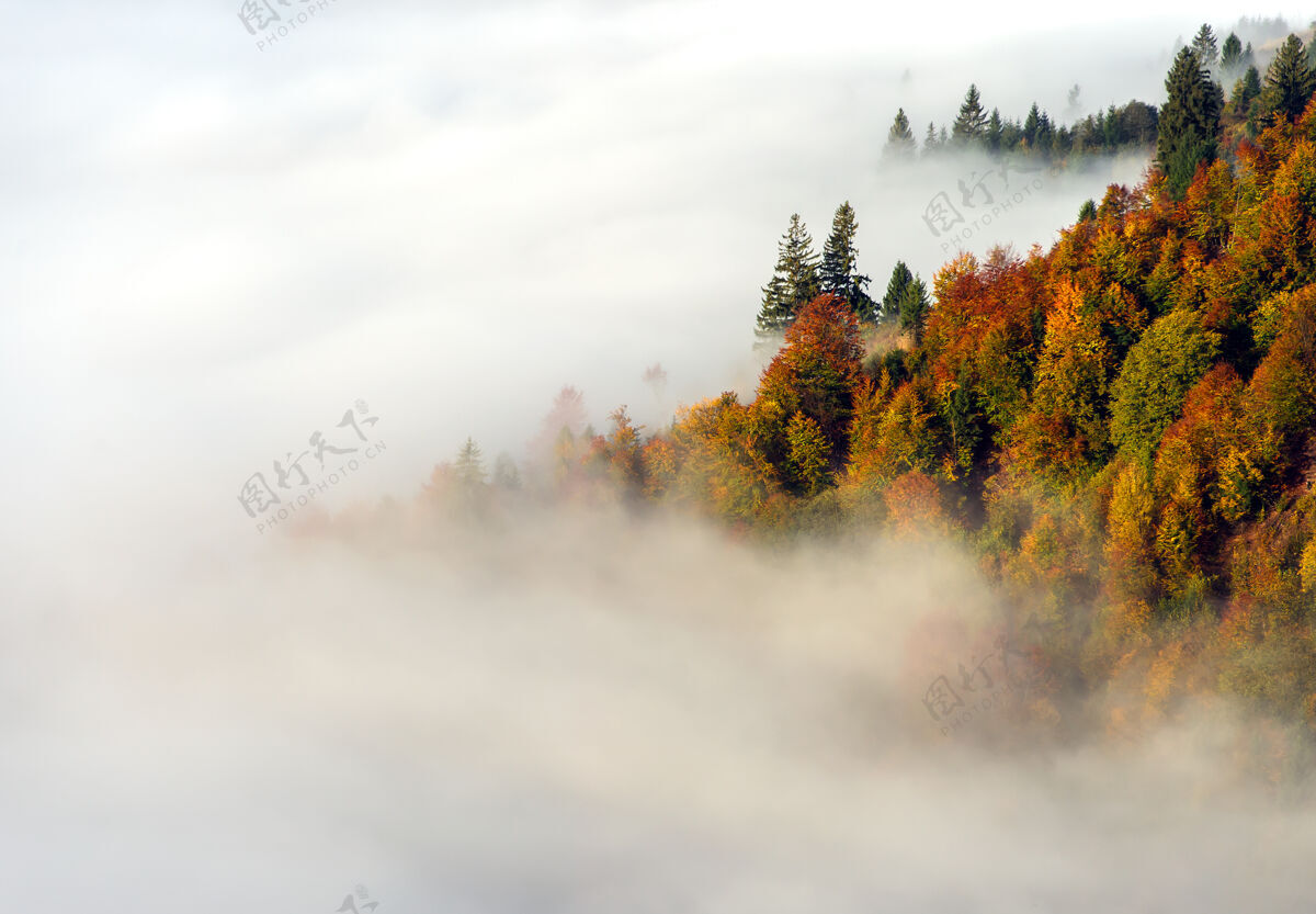 早晨美丽的秋天风景在山上 在森林里乌克兰山景草