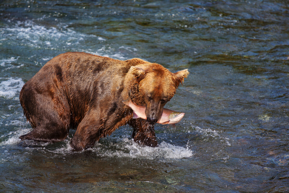 河流一只灰熊在布鲁克斯瀑布捕食鲑鱼海岸棕色灰熊在阿拉斯加卡迈国家公园捕鱼夏季自然野生动物主题毛茸茸的潮湿鲑鱼