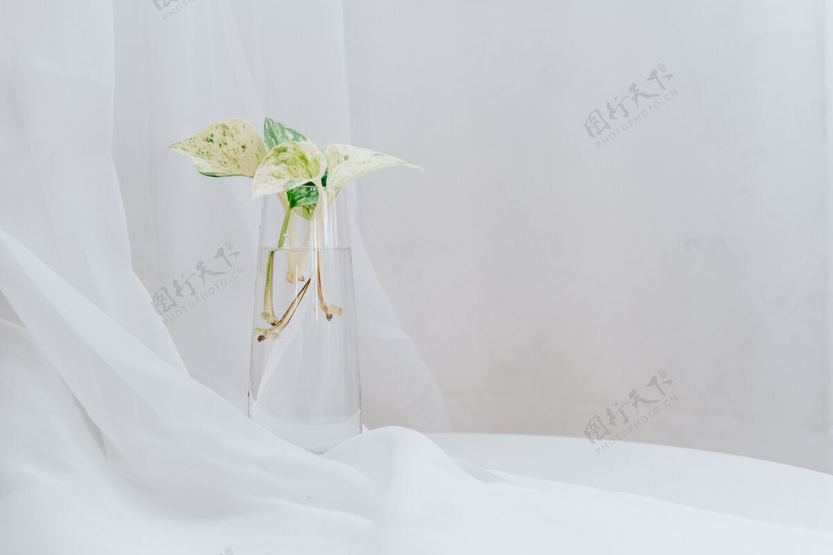 花Epipremnum大理石大床植物 置于玻璃水中 用于室内装饰 白色带复制空间室内植物的水分繁殖生长树枝罐子