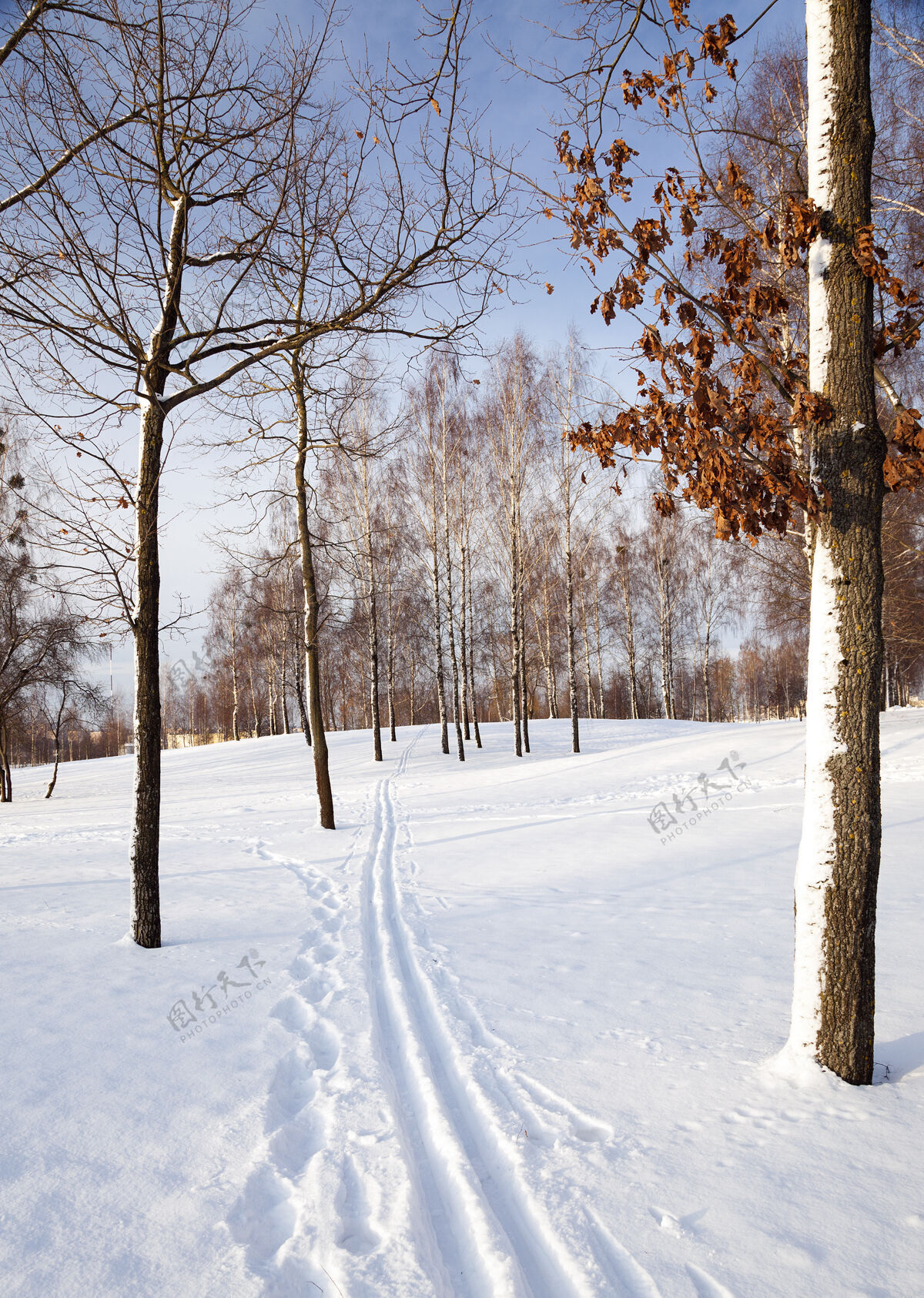 场景树上覆盖着雪 生长在冬天宁静地点小