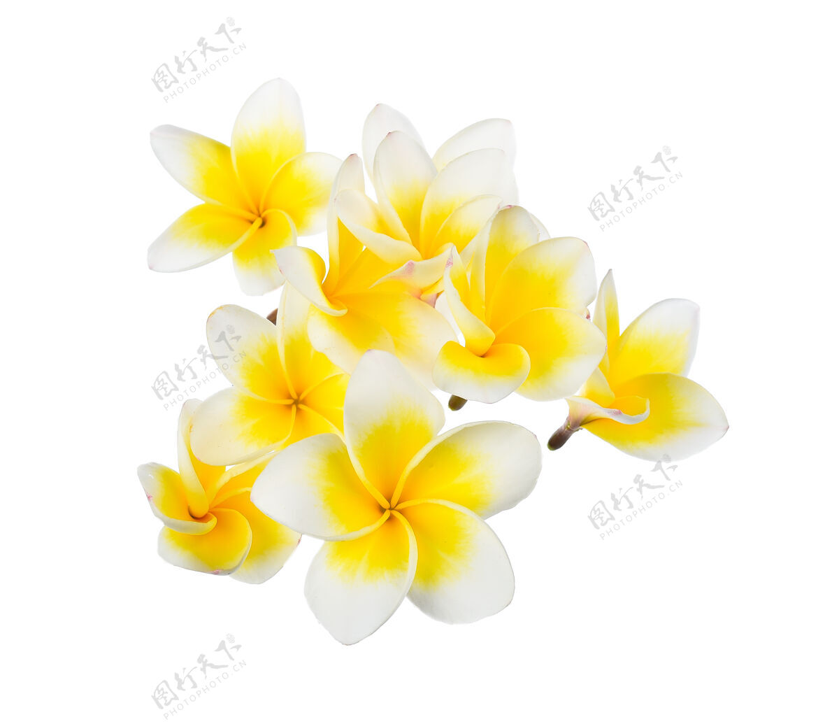 花朵白色的花菠萝花瓣花朵