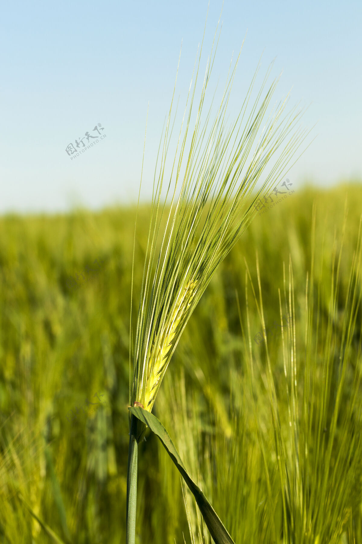 天空未成熟谷物特写照片春天小麦园艺收获场景