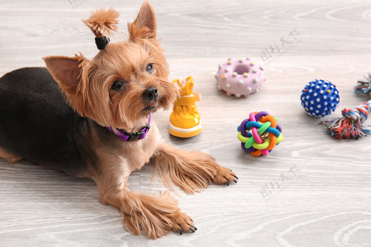 游戏可爱有趣的狗和宠物护理配件在家里不同工具训练
