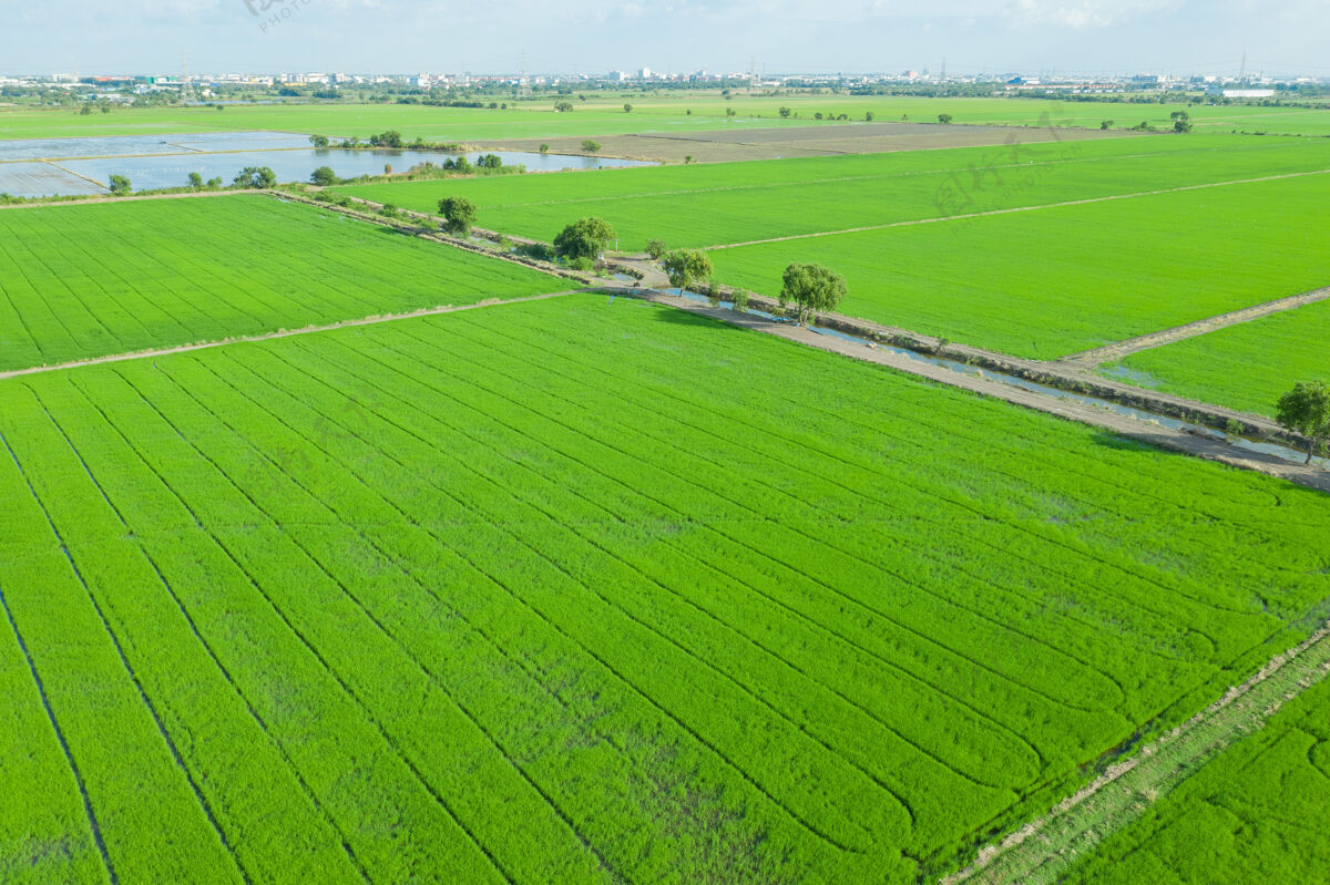 空中从空中俯瞰飞天的稻田 自然景观绿色图案肯尼亚植物农业