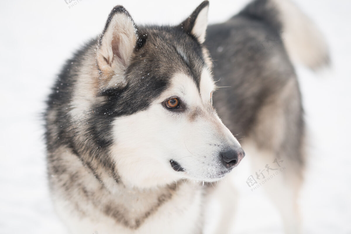 冷年轻漂亮的阿拉斯加雪橇狗在雪地里家养头狗