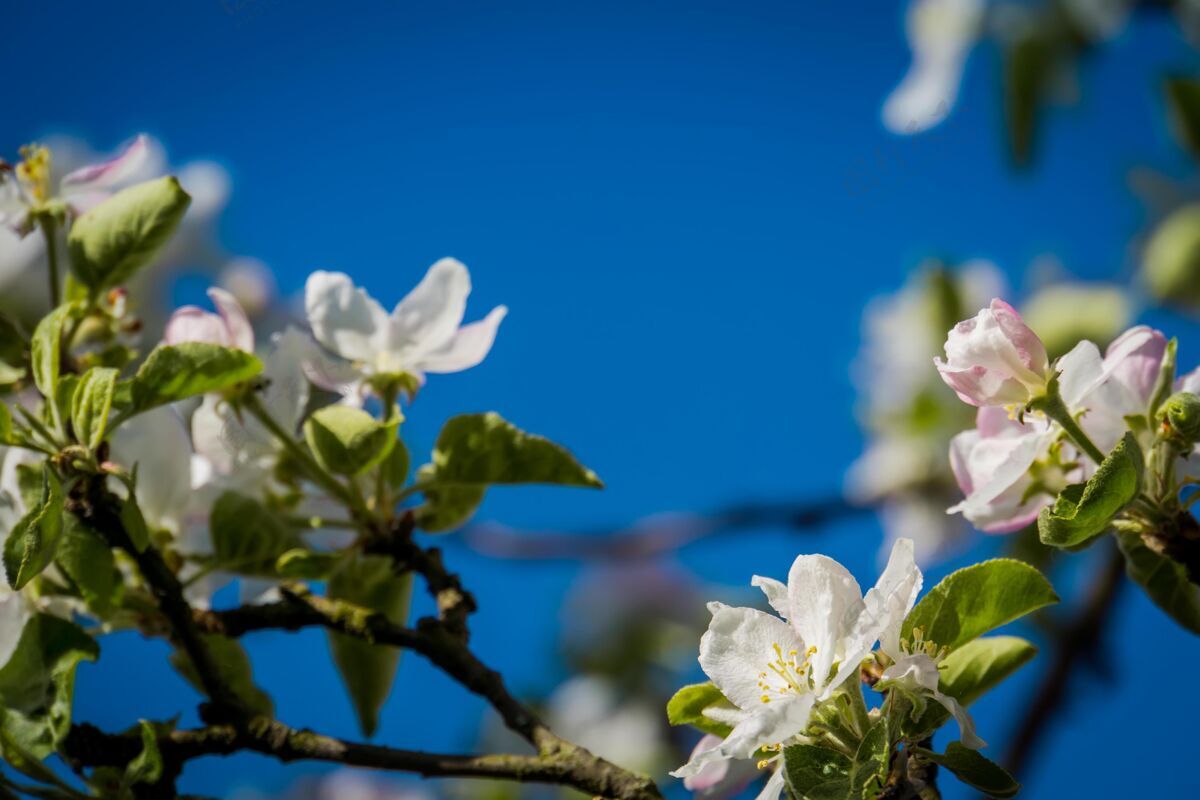 自然柔软的白花树绽放在湛蓝的天空 春天生长美丽开花