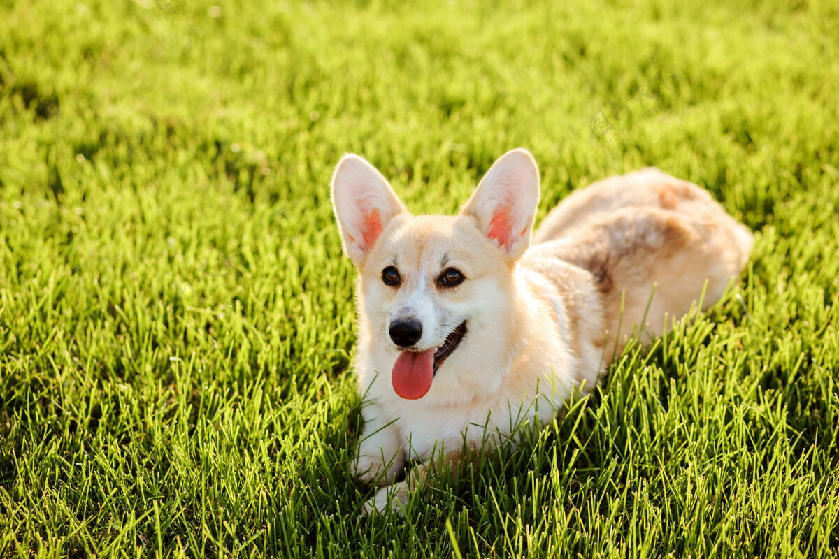 动物威尔士科吉彭布罗克 纯种金发狗是在夏天躺在绿色草坪上农场家庭夏天