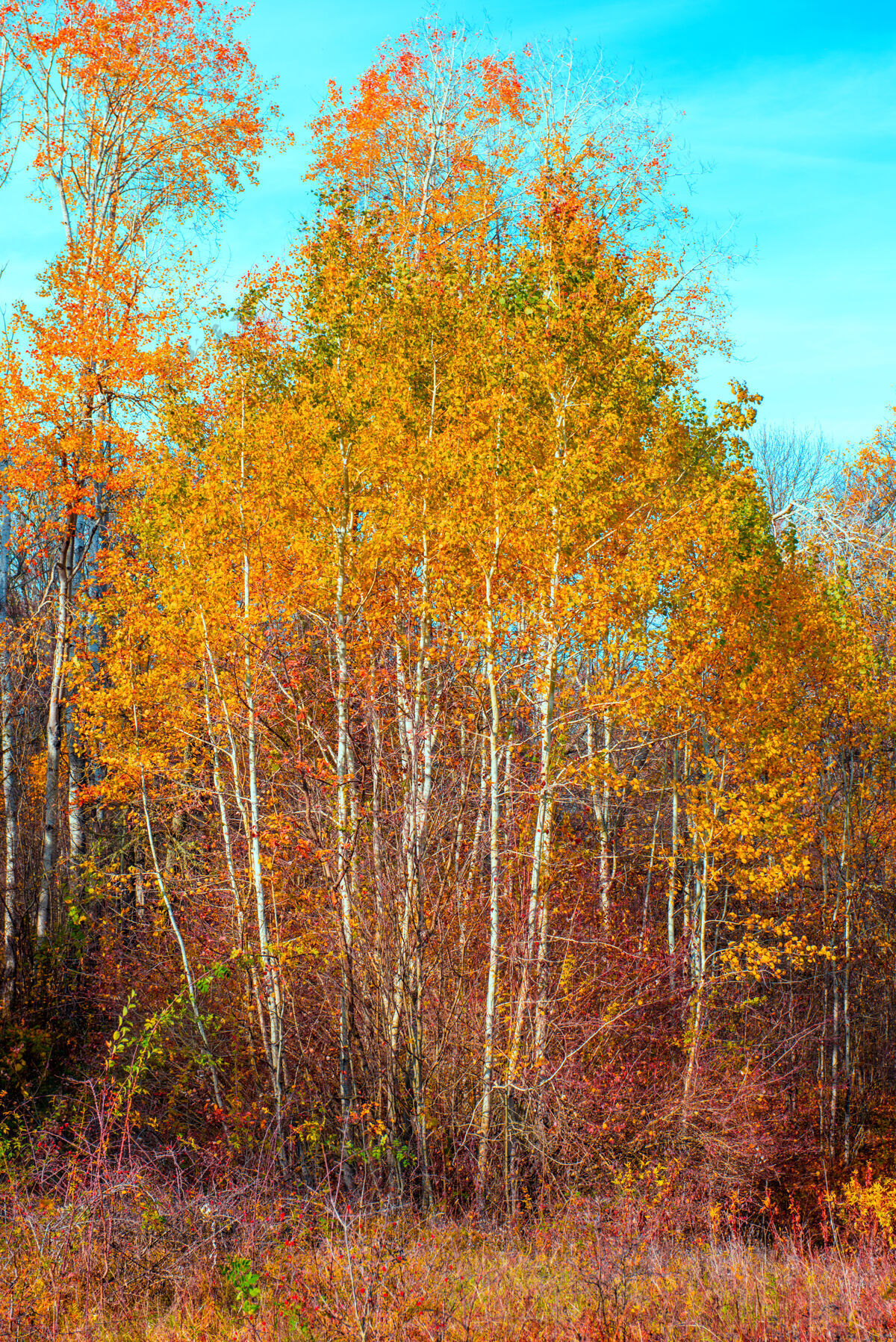 森林公园里有一片美丽的秋林 有黄色和红色的树木乡村叶户外