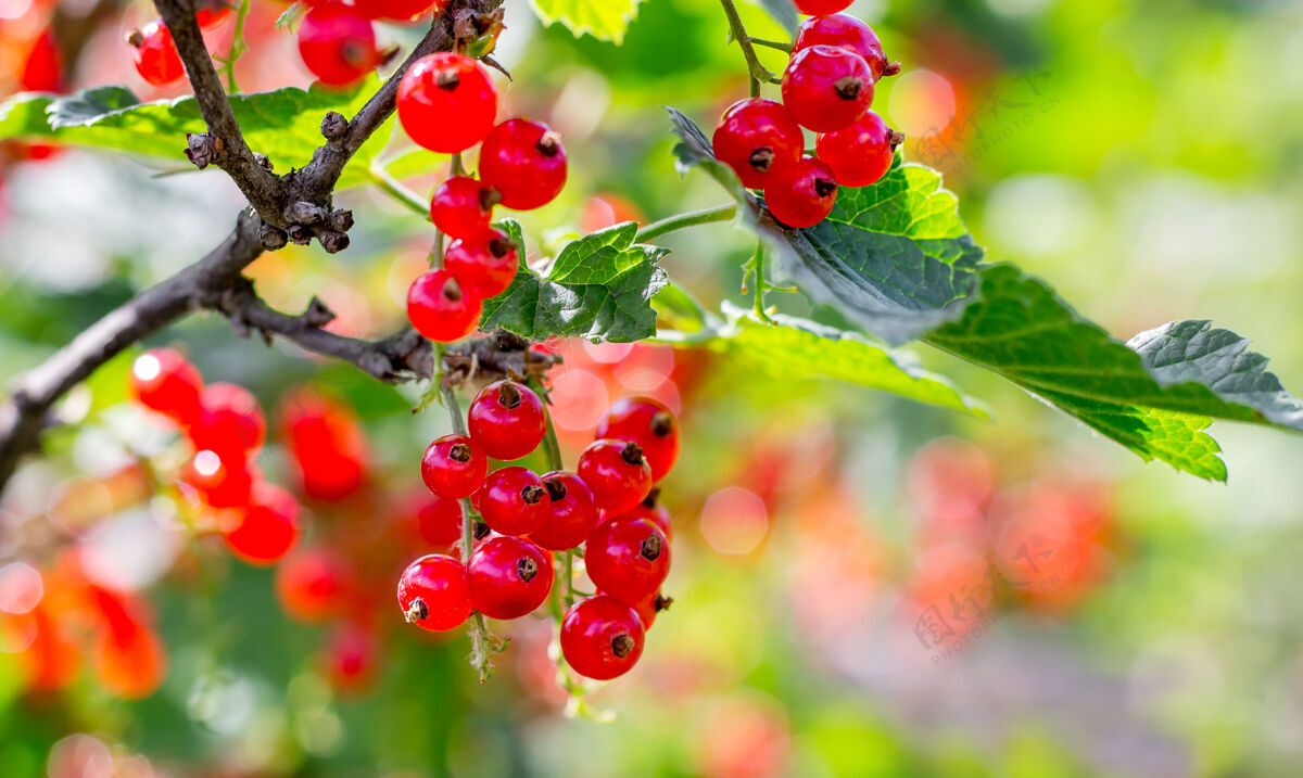 束在一个晴朗的日子 成熟的红醋栗浆果在灌木上新鲜户外葡萄干