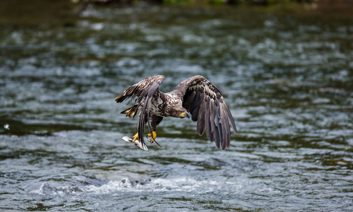 野生大自然老鹰用爪子抓着猎物在飞翔野生动物动物摄影之旅