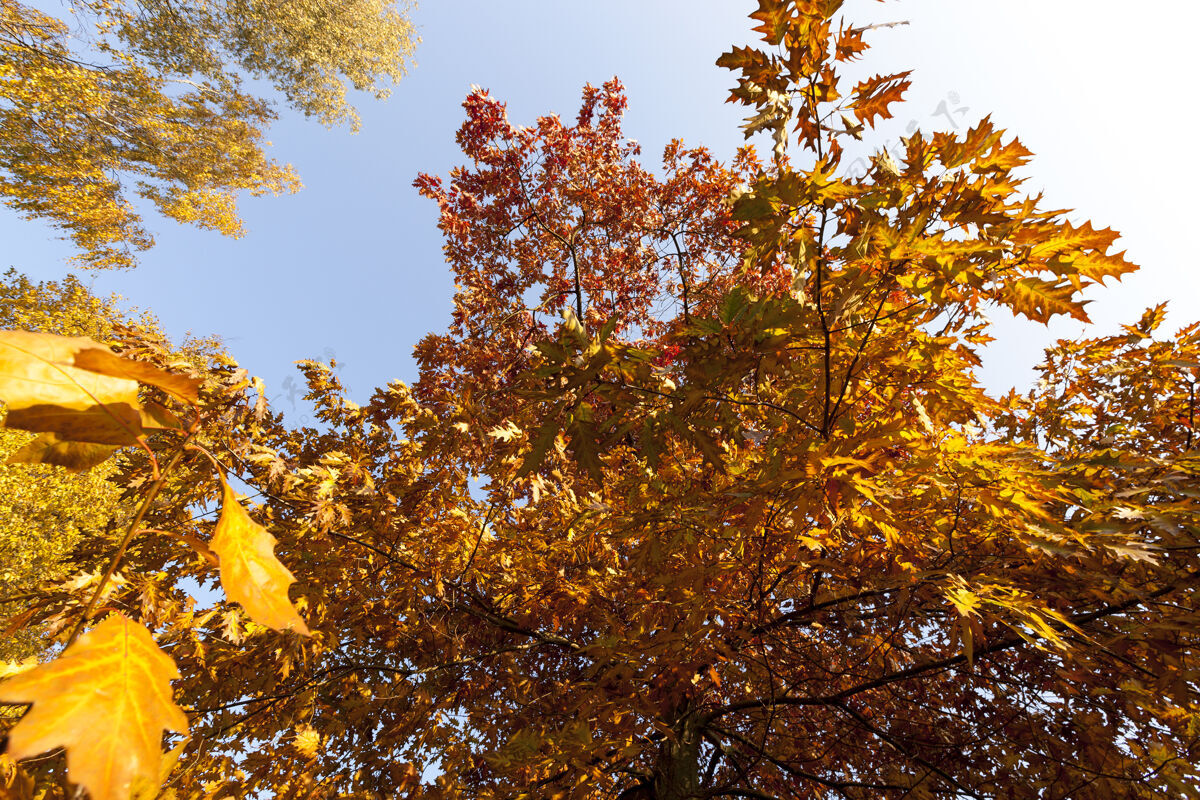 橡树秋天公园里的树 秋天公园里一棵橡树的黄色和深色叶子的特写镜头树叶和平秋天