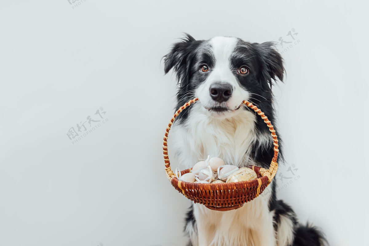 复活节可爱的小狗狗边境牧羊犬举行复活节彩蛋篮子在嘴上孤立的白色天主教篮子四月