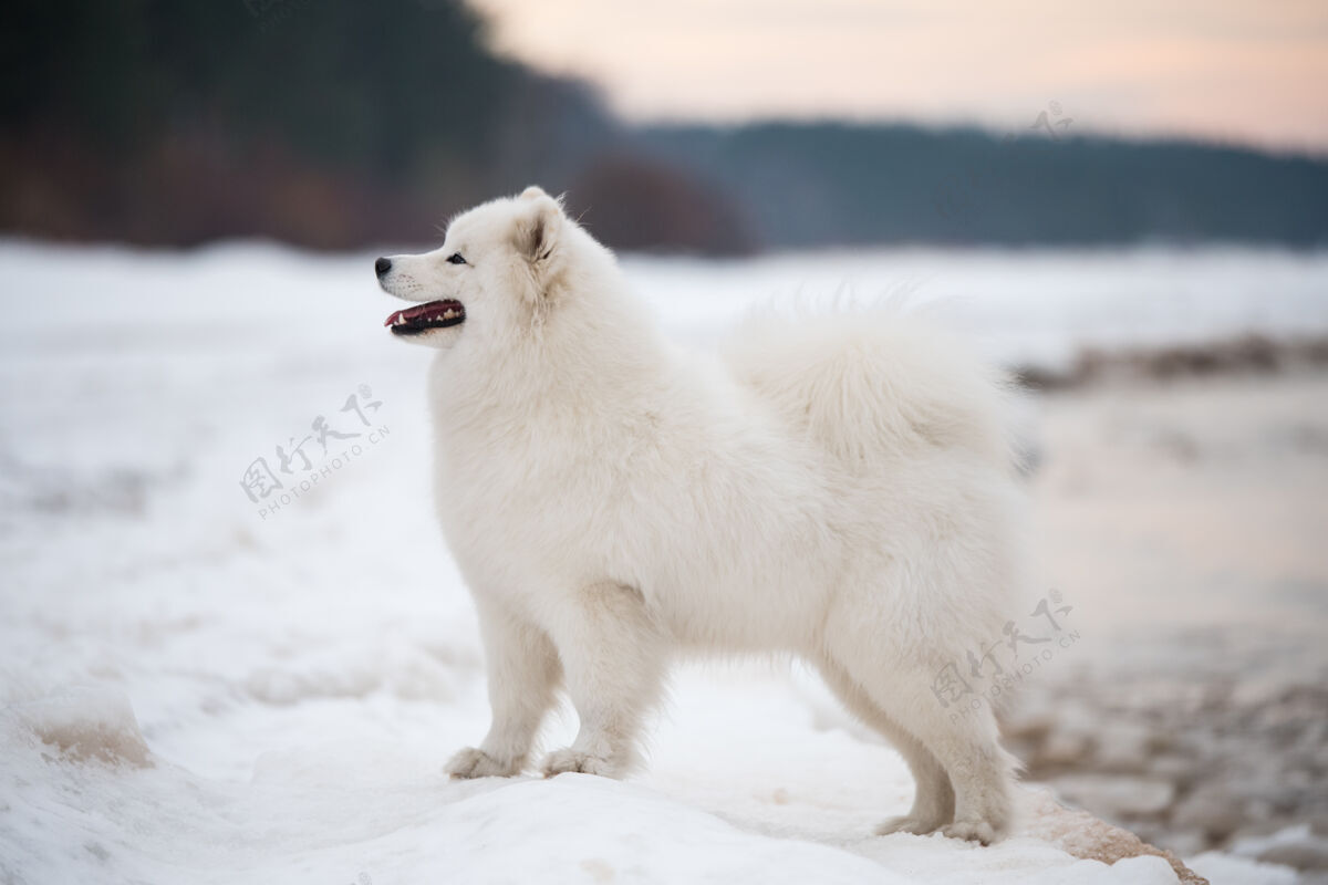 雪萨莫耶德白色的狗是在雪索尔克拉斯蒂海滩在拉脱维亚路径乐趣有趣的