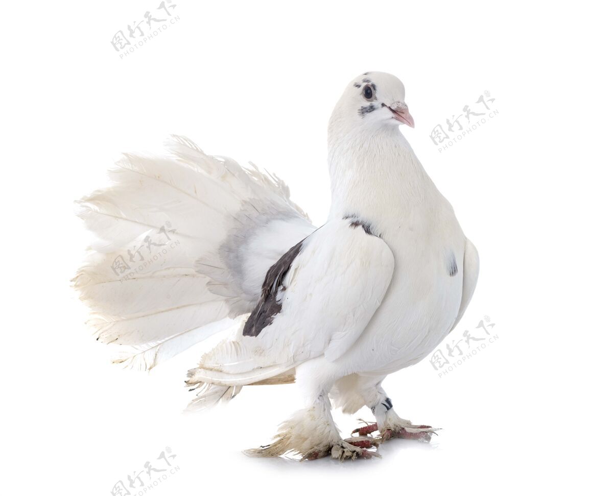 鸽子白色背景前的英文扇尾宠物动物鸽子