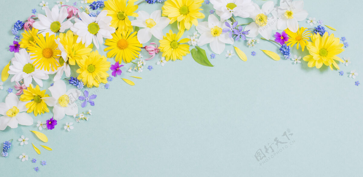 平躺蓝色纸背景上的美丽花朵浪漫紫罗兰周年纪念
