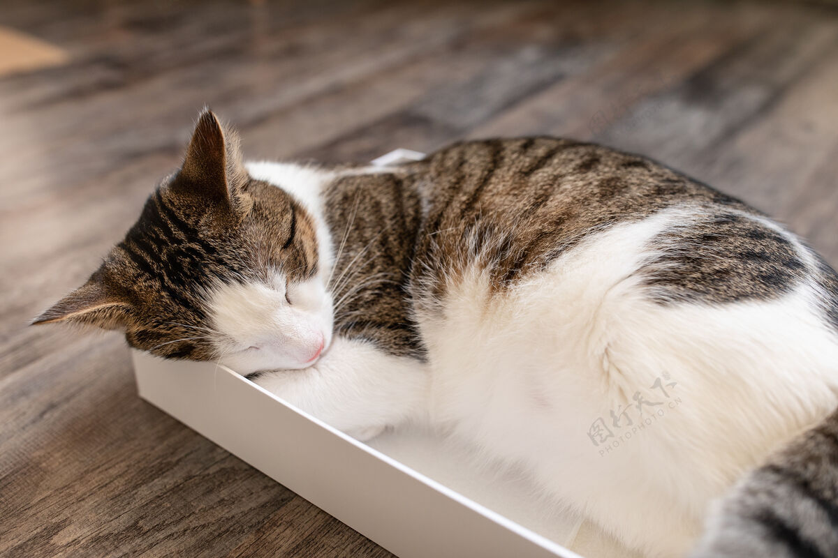 隐藏可爱的年轻家庭双色斑猫和白猫睡在纸板箱在地板上喜欢纸板孤独