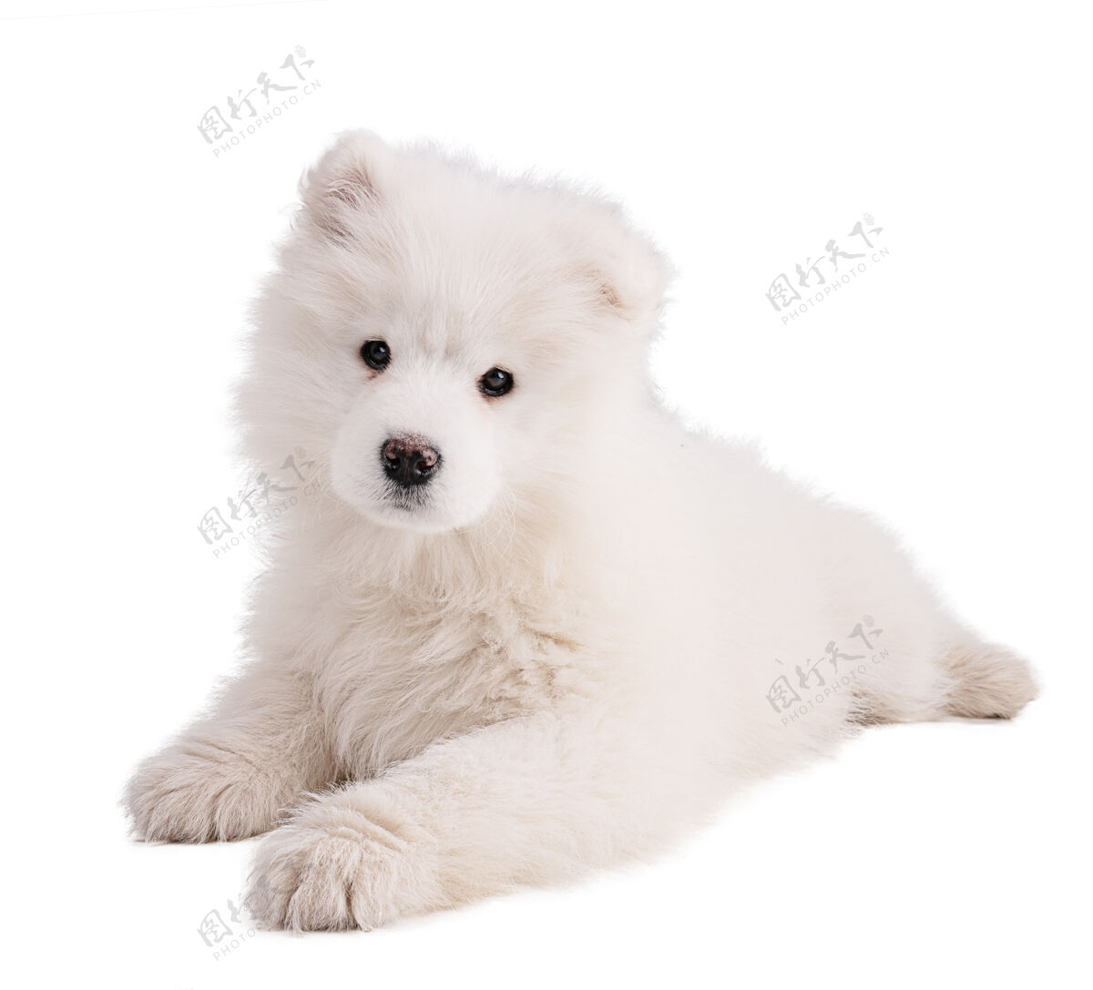 雪橇白墙上一只小狗的画像小狗肖像室内