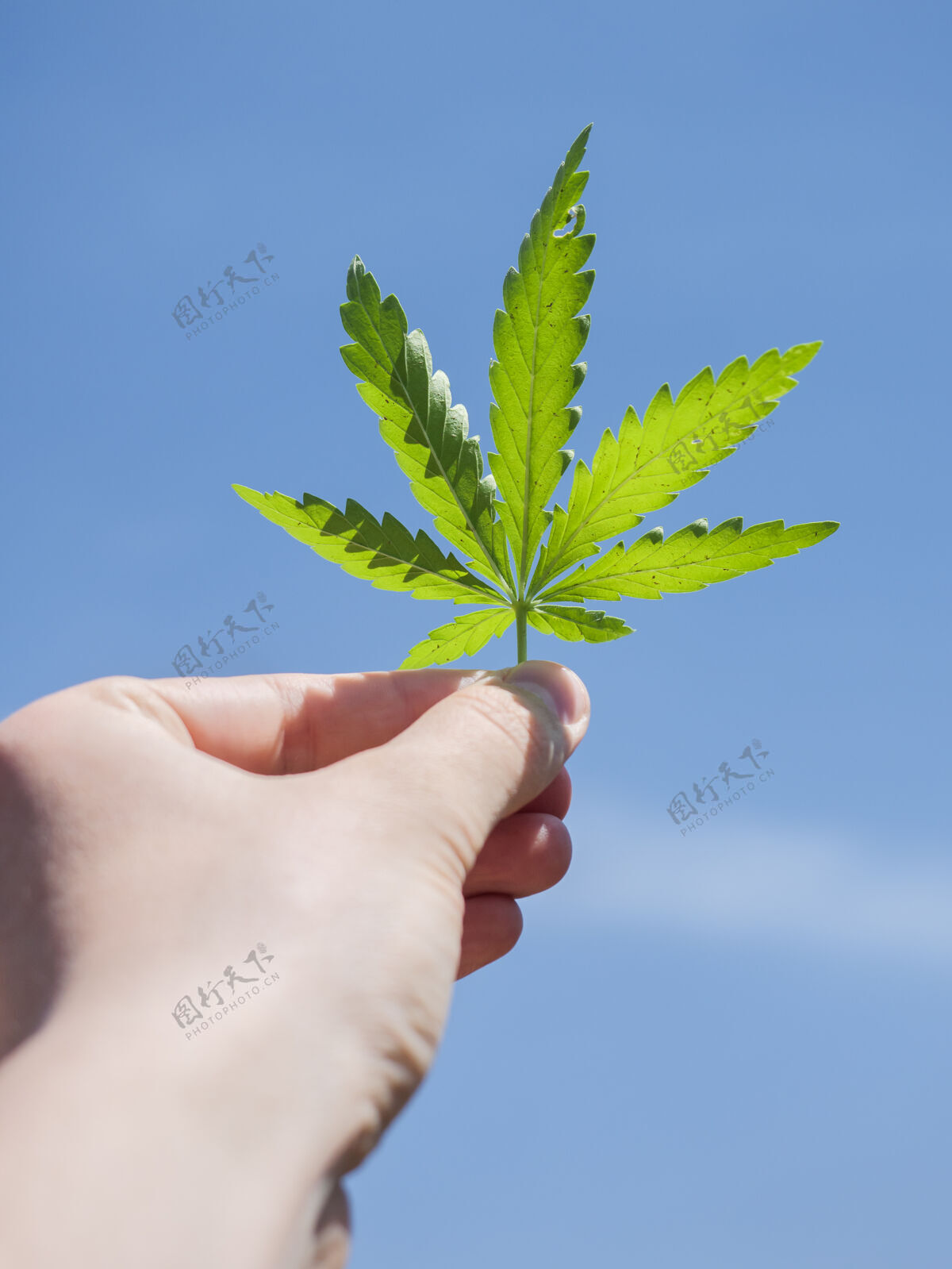 草大麻叶在一个男人的手上映衬着蓝天生物生态药