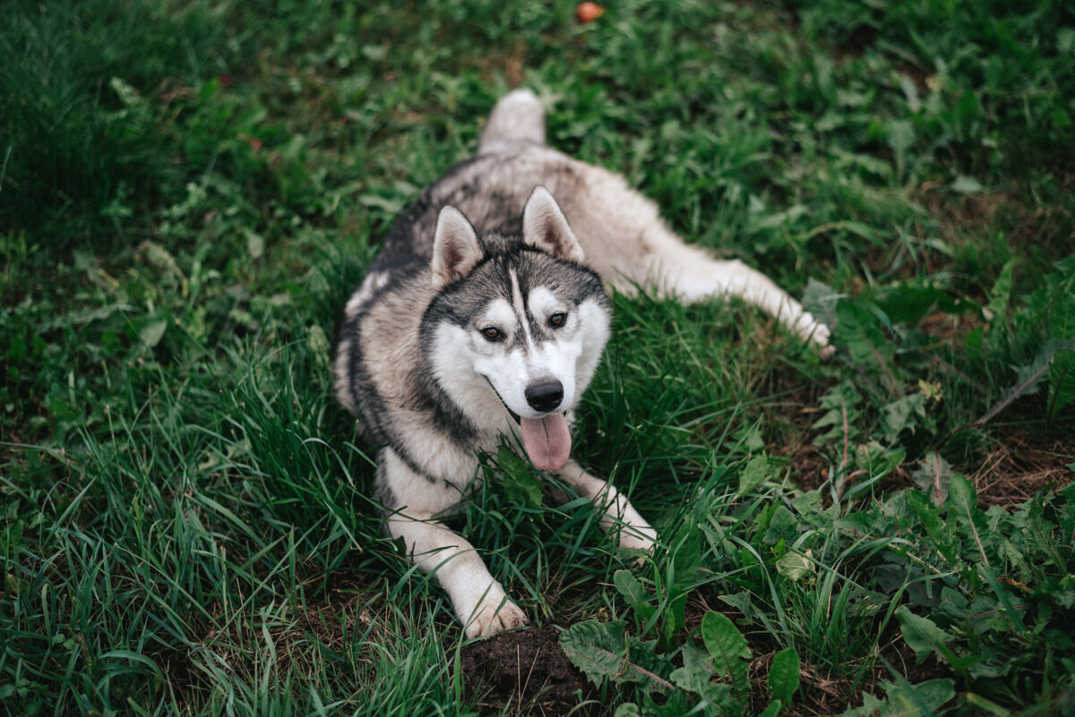 可爱有趣的哈士奇狗躺在草地上伸出舌头上狗胃