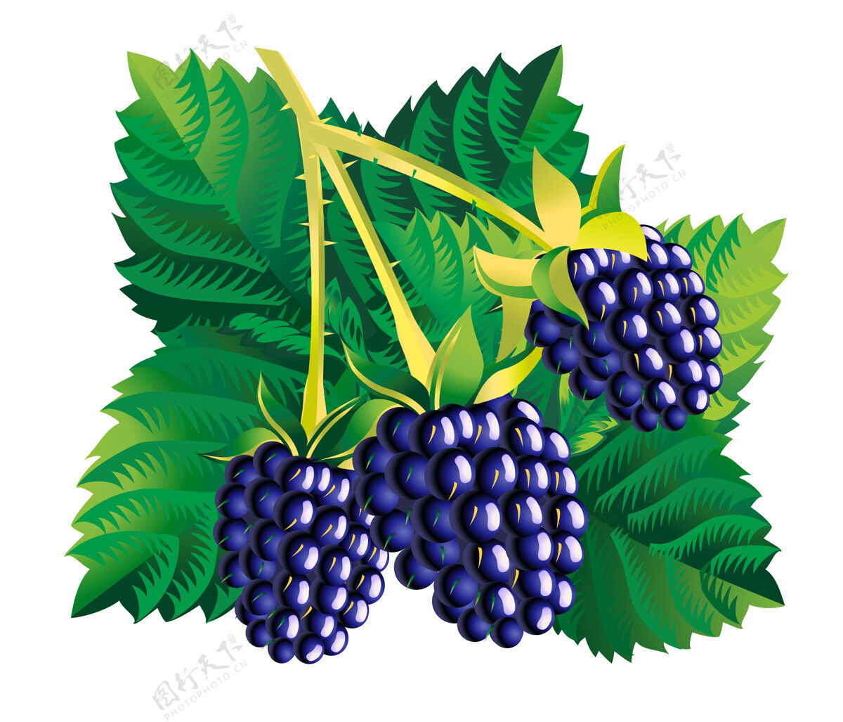 食物三个黑莓的叶子都是白色的浆果美味叶子