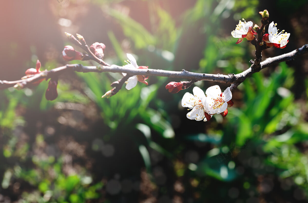 叶春天的阳光下 樱花开在树枝上花枝春天