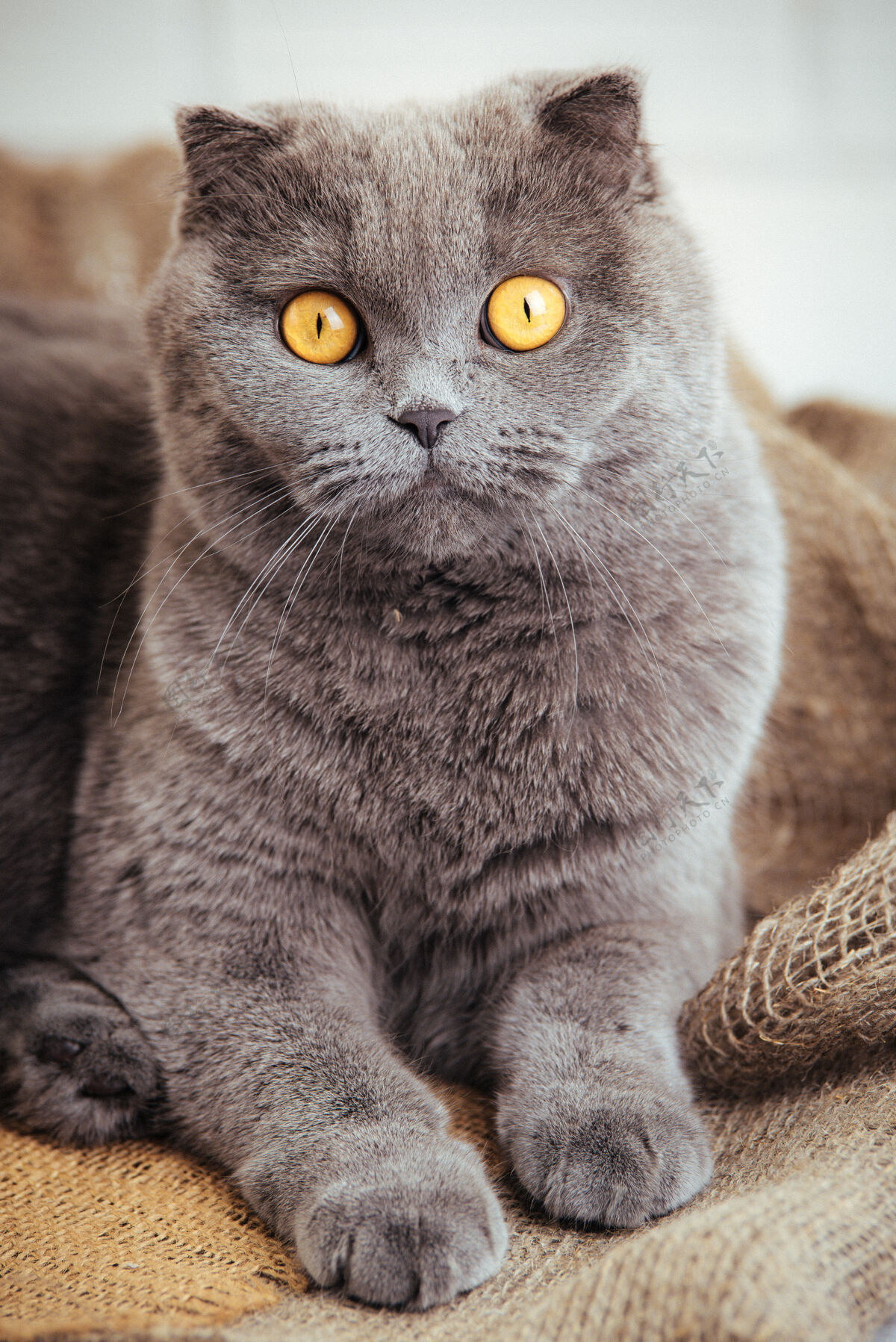 哺乳动物可爱的蓝色苏格兰折叠猫和金色的眼睛粗麻布宠物纯种自然