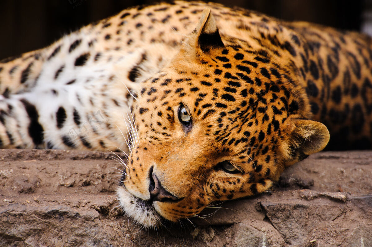 动物豹子的肖像和强烈的眼睛非洲毛皮非洲
