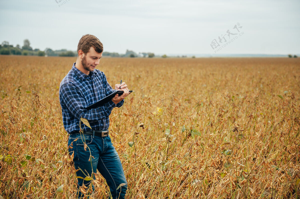 环境英俊的农艺师手持平板触摸屏电脑在大豆田里 在收割前检查庄稼农田男性农业