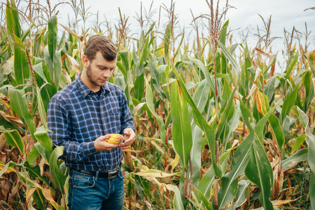 科学家英俊的农学家在玉米地里手持平板触摸屏电脑 在收割前检查庄稼作物生长国家