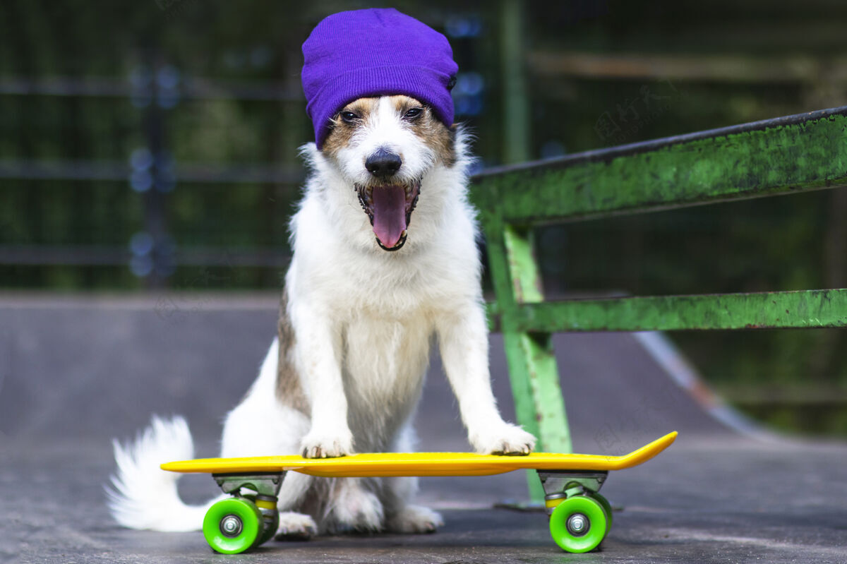 享受快乐有趣的狗在帽子上骑滑板或便士板嬉皮士滑板可爱