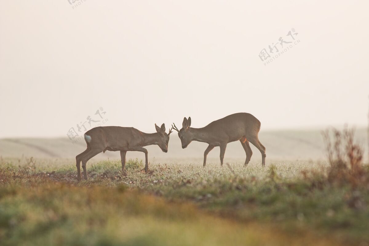 鹿在领土决斗中 两只狍子对峙野生动物动物田野