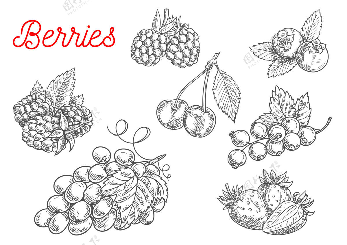 叶夏季水果和浆果素描隔离在白色饮食素食主义者葡萄