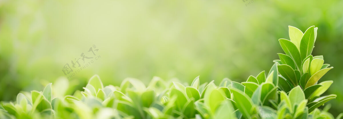 阳光在模糊的绿色背景上的绿色自然叶特写与博克和复制空间作为背景封面概念使用阳光颜色生态