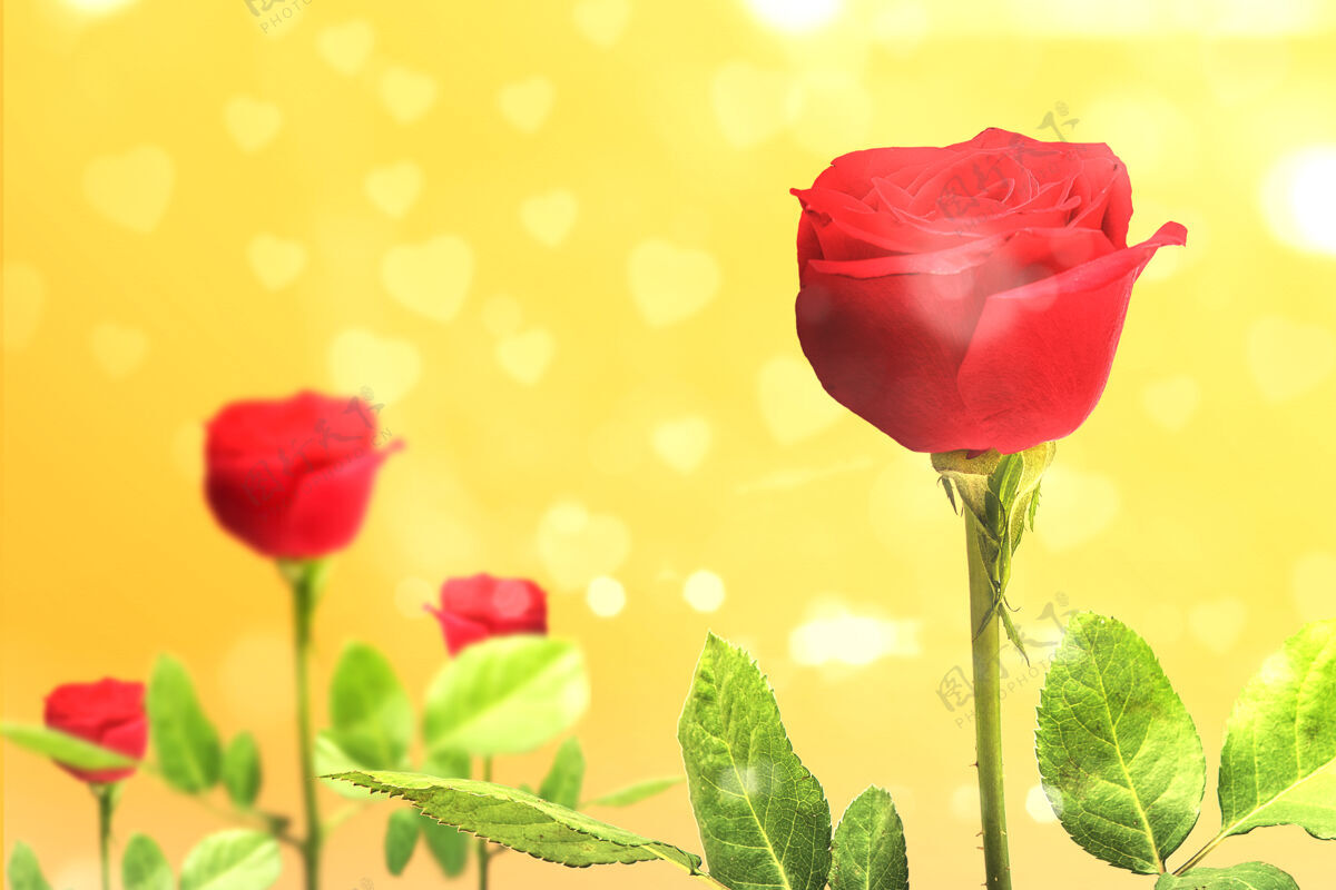 礼物红玫瑰在黄色的树上墙情人节礼物天哪情人节柔软堆