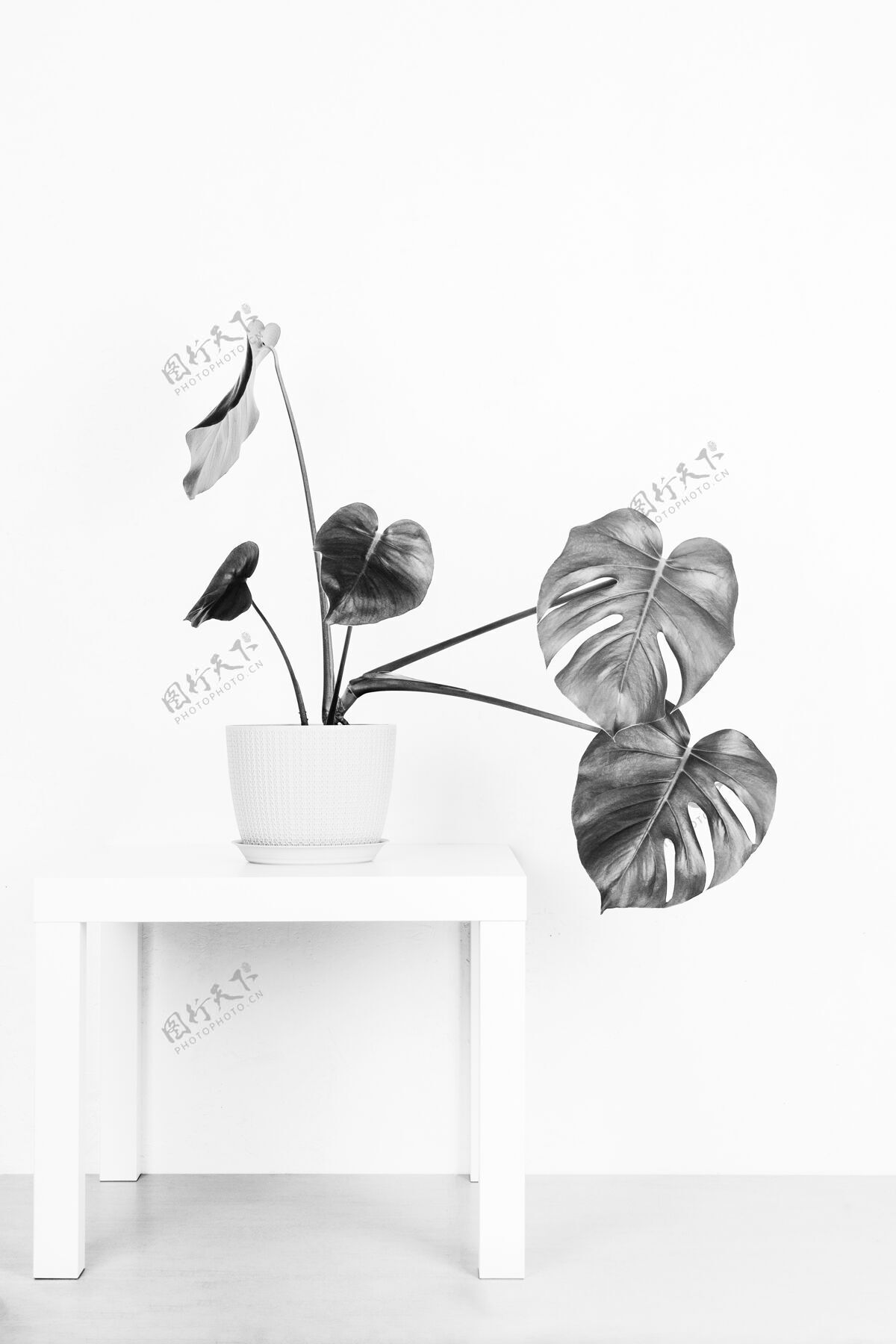 客厅热带植物怪兽在花盆里靠着一堵白色的墙 黑白相间叶怪兽最小