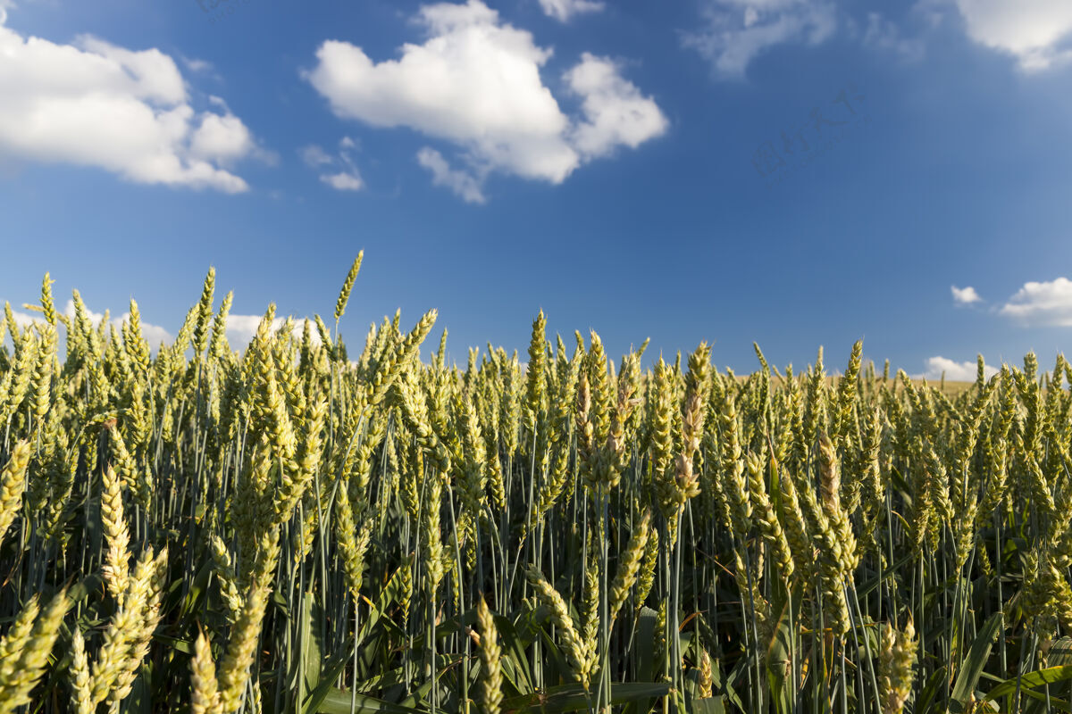 自然绿色黑麦生长的农田季节谷物户外