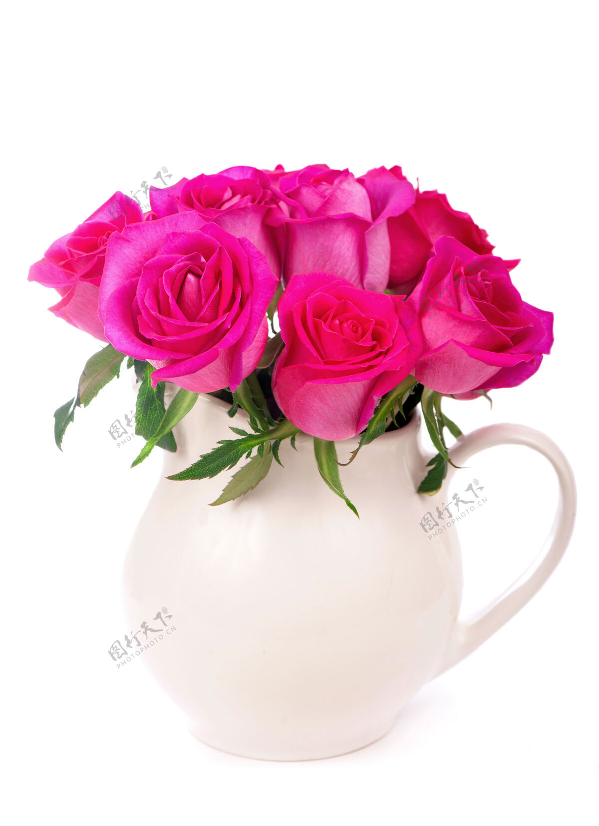 花园美丽的粉红色玫瑰在一个白色的背景花瓶庆祝单一新鲜