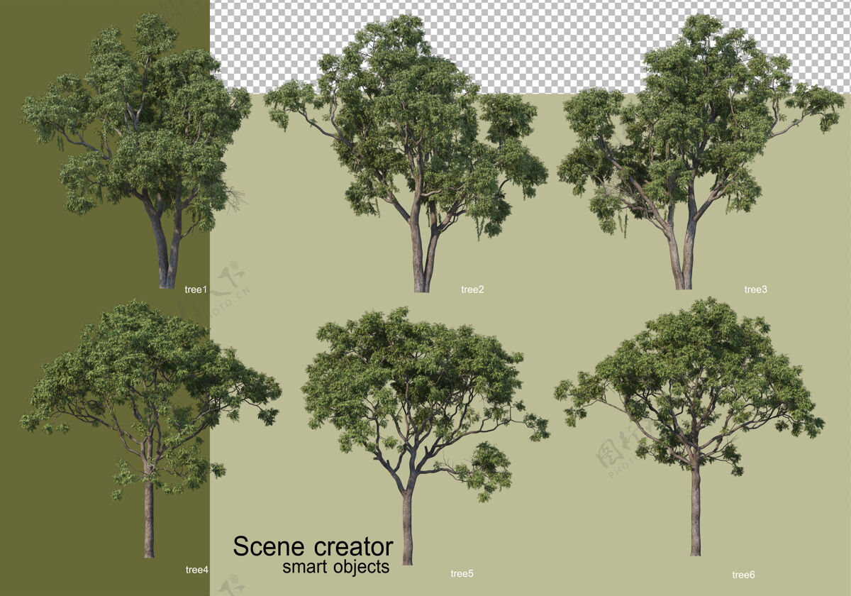 树各种树木的3d渲染隔离抽象美丽植物