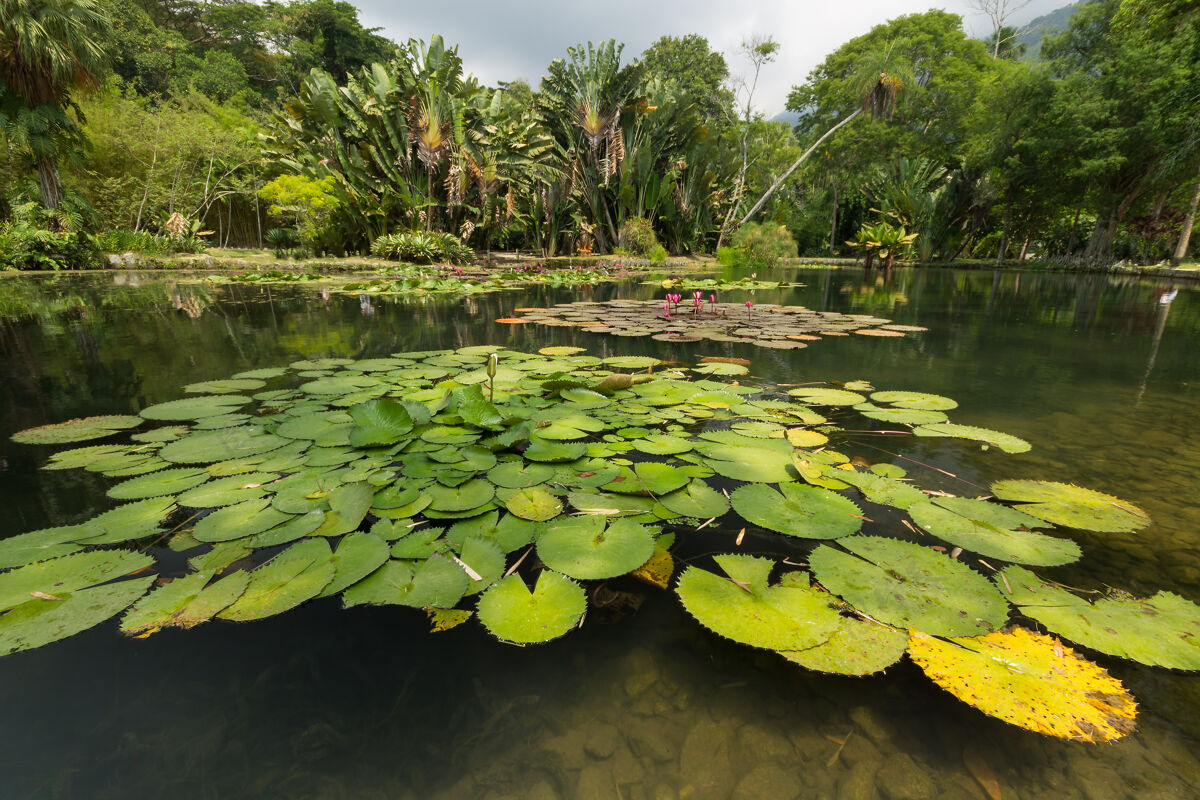 景点巴西里约热内卢植物园的湖景里约热内卢花园热带