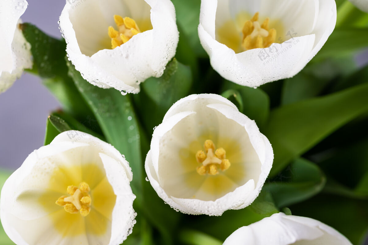 下降春天的花白色的郁金香与水滴 俯瞰顶视图郁金香花