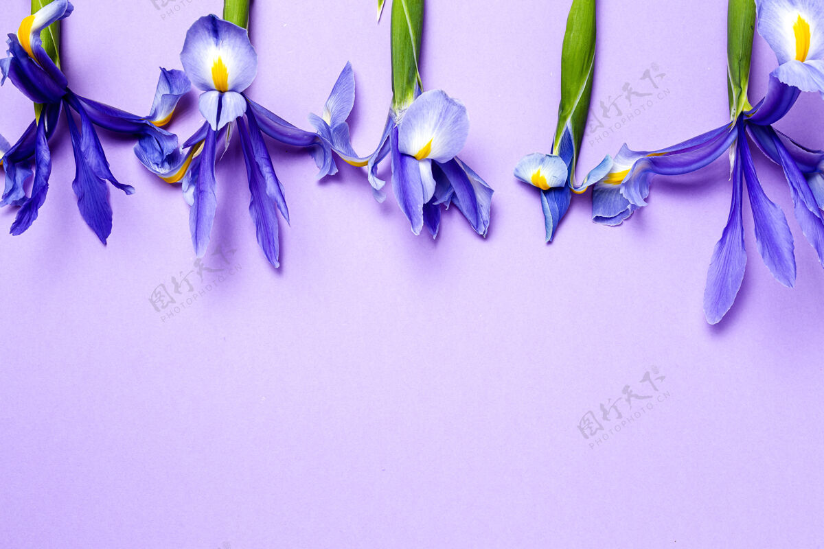 背景一束蓝色百合花日耳曼语虹膜扁平躺下自然春天装饰