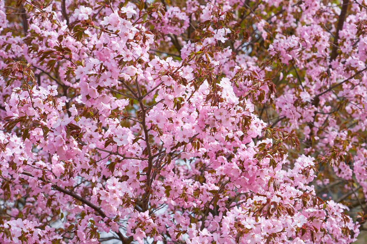 新鲜盛开的樱花作为春天的自然背景开花精致花蕾