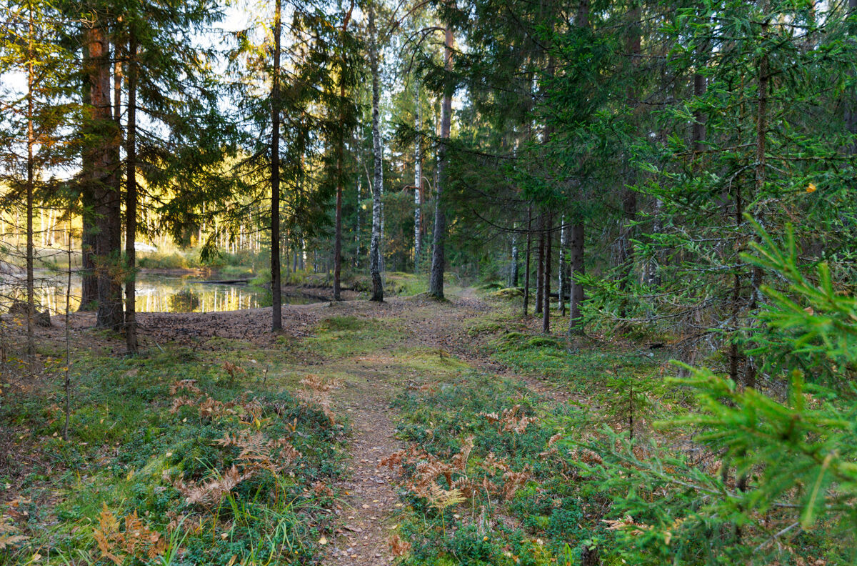 绿色徒步穿越山毛榉林树木森林路水平