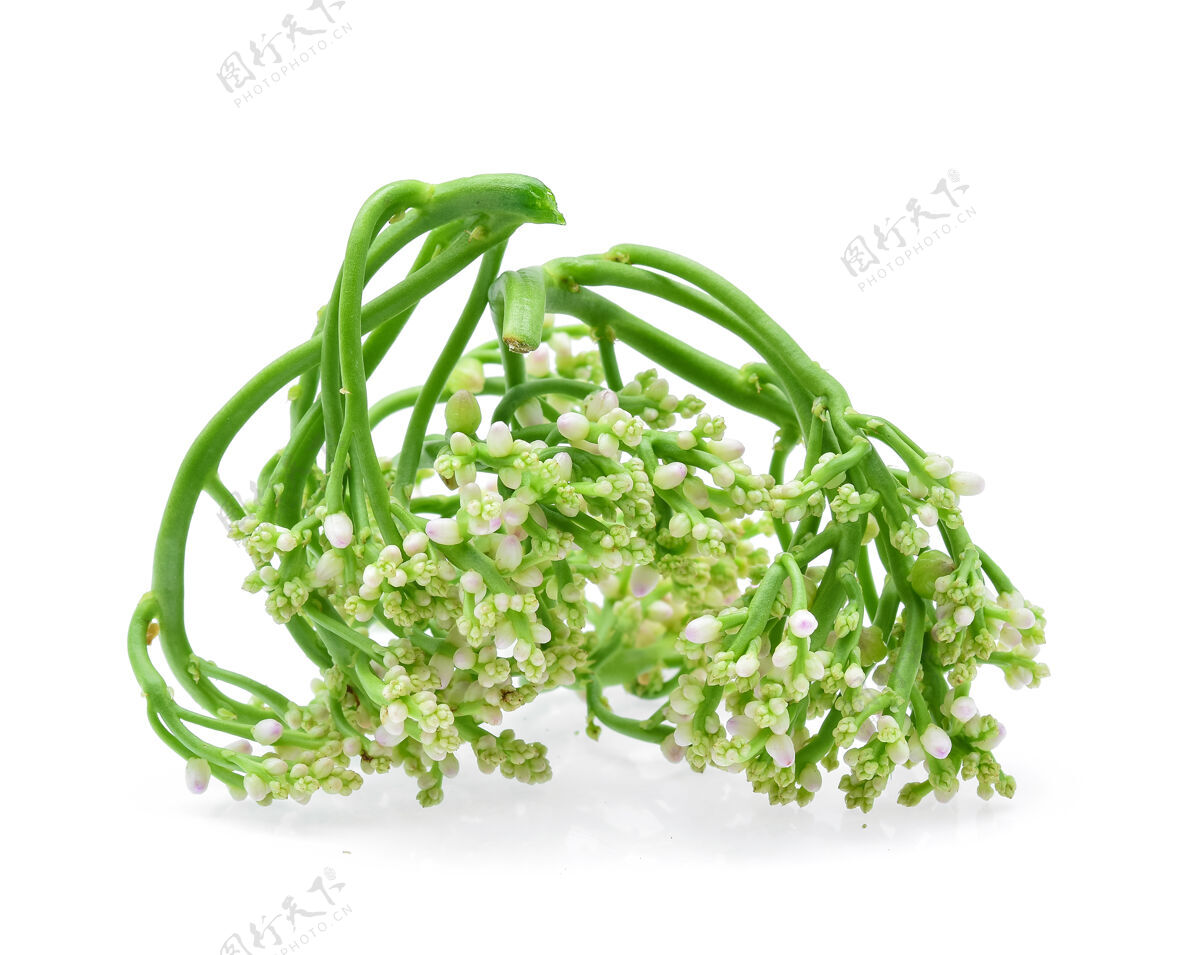 健康雪龙菠菜隔离在白色背景上营养叶子健康