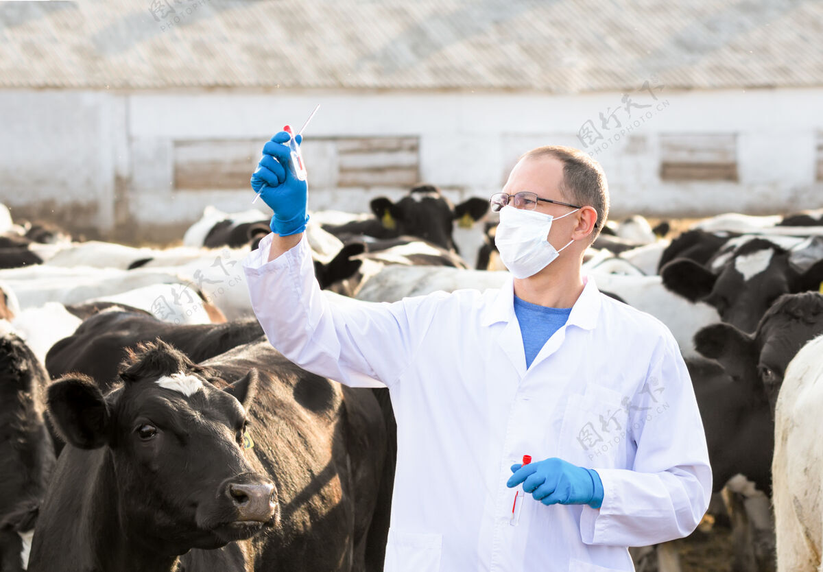牲畜兽医在农场奶牛身上寻找体外试验长袍哺乳动物专业
